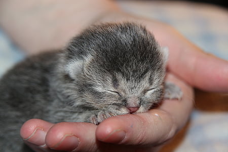 pisica baby, pisoi, somn, mână, pisica, tineri pisica, pisici domestice