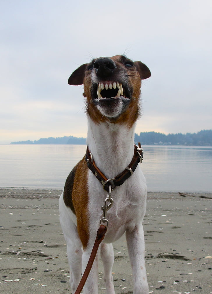 dog, smooth fox terrier, terrier, short-haired, teeth, snarl, yawn