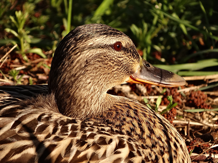 Duck, lind, loodusliku linnustiku, veelinde