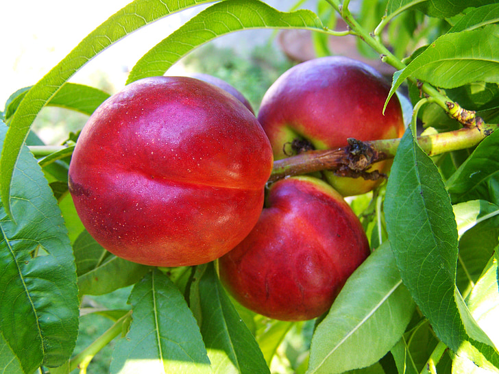 red peach, ripe fruit, summer