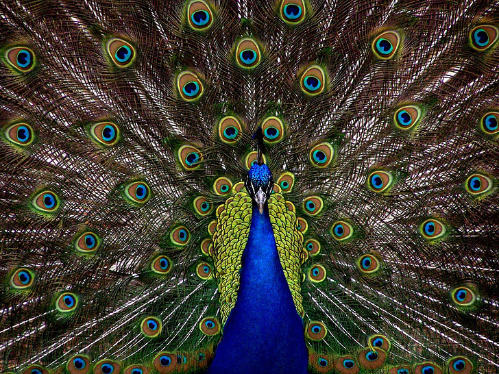 peacock, bird, plumage, display, full, elegant, colorful