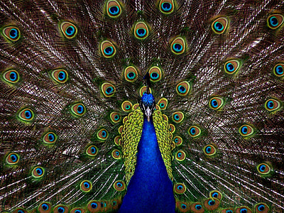 paó, ocell, plomatge, exhibició, ple, elegants, colors