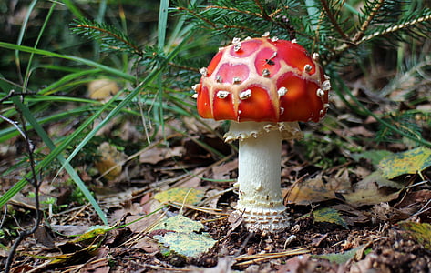 fly agaric, mushroom, forest, nature, toxic, red, red fly agaric mushroom