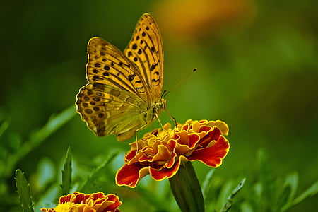 motýl, Příroda, květ, hmyz, Detailní záběr, venkovní, tráva