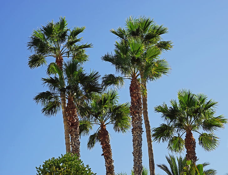 palm trees, sky, blue, palm tree, plant