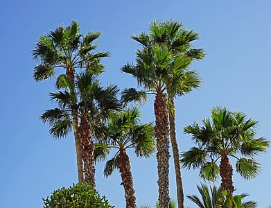 palmy, Sky, modrá, palmy, rastlín