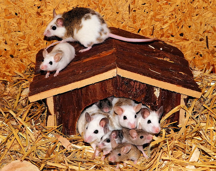 hiiri perhe, hiiret, mastomys, Nager, loma, Söpö, Sulje