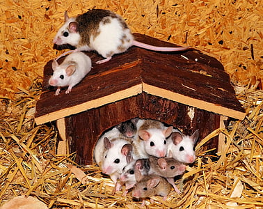 Maus-Familie, Mäuse, Vielzitzenmäuse, Manager, Urlaub, niedlich, in der Nähe