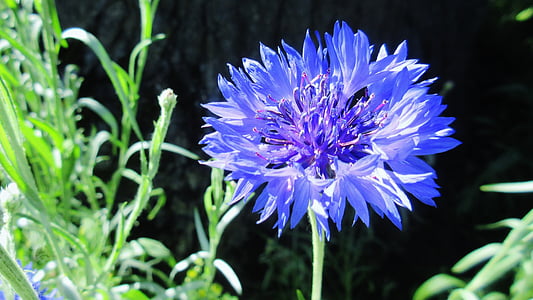 Bakalársky tlačidla, Modrý kvet, Záhrada, kvet, Príroda