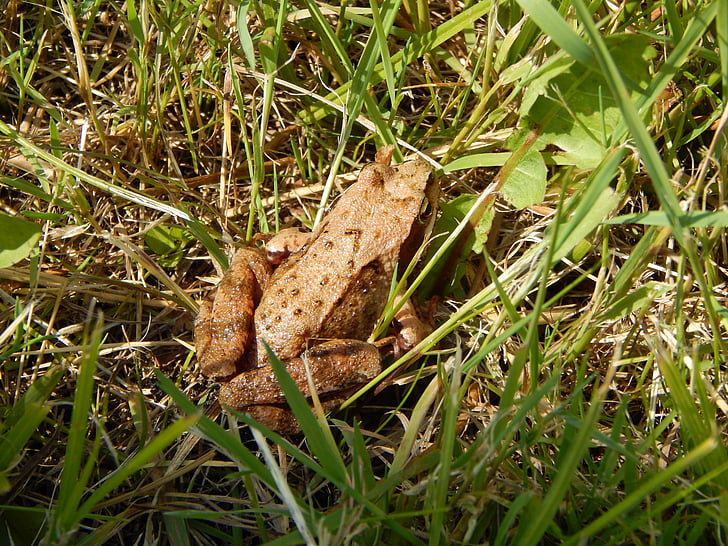 the frog, animal, nature