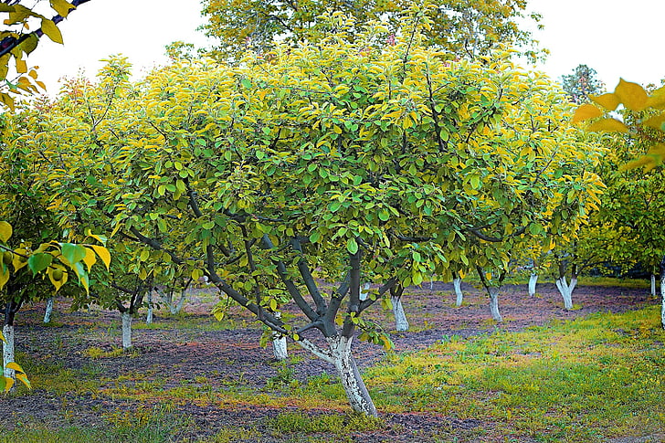aprikos treet, anlegget, våren, landbruk, co, landskapet, natur