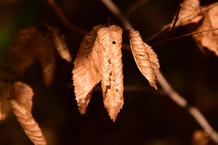beech, beech leaves, leaves, autumn, nature, deciduous tree, brown