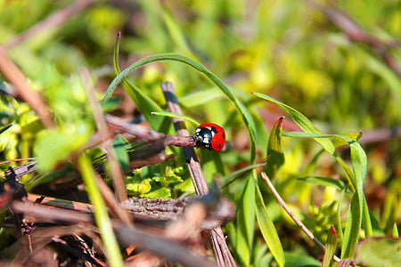 coccinelle, bug, insecte