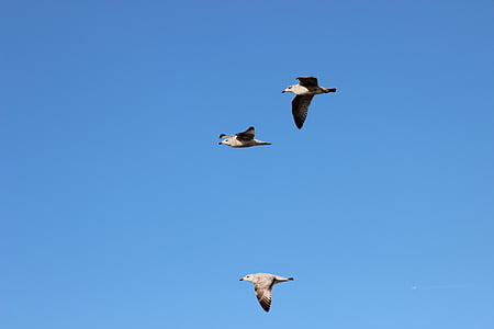 seagulls, bird flight, sky