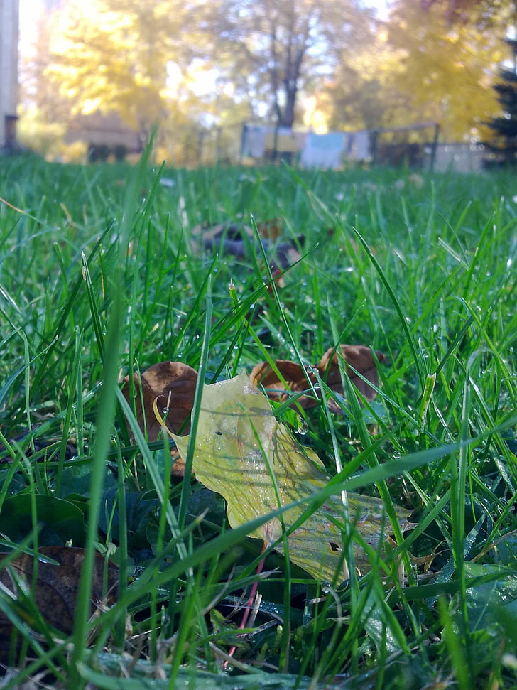 mokré, jeseň, lúka, Príroda, tráva, vonku, Leaf
