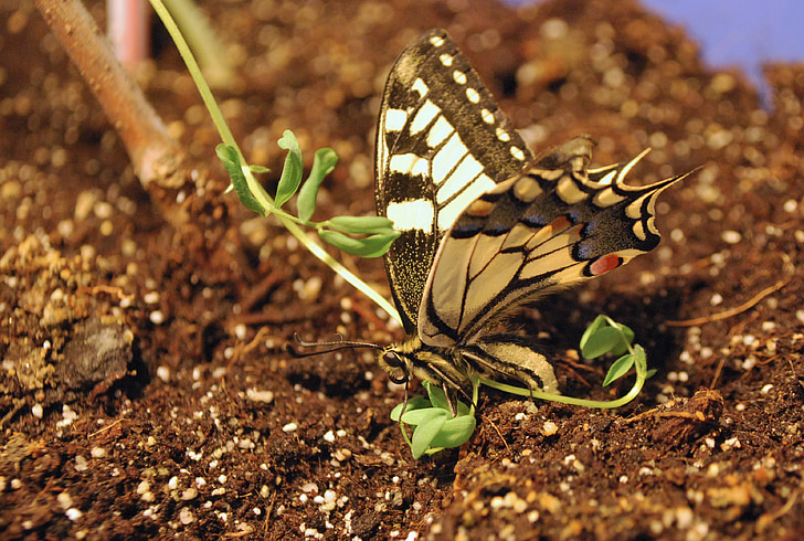 koninginnenpage vlinder, grote, kleurrijke, hout, stok, blauw, geel