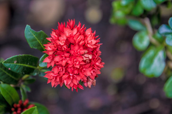 AC, flori pin, floare roşie pin