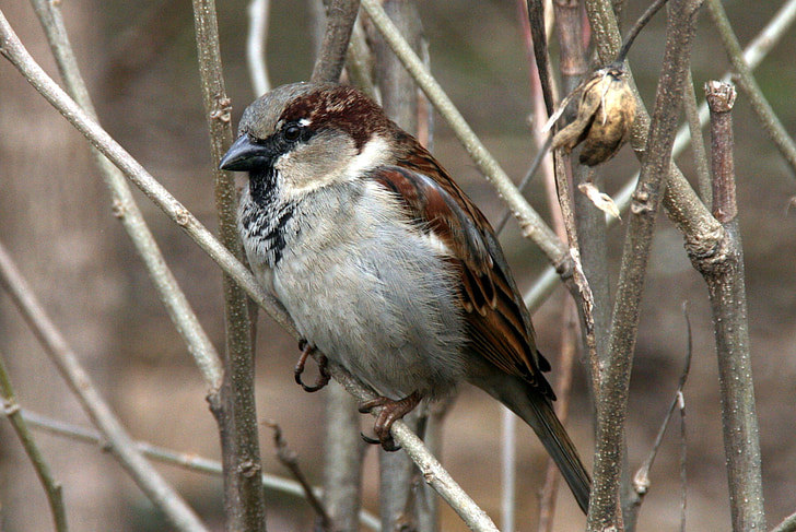 Sparrow, arbre, oiseaux