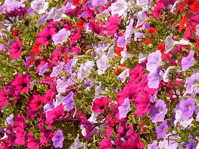 λουλούδι, φύση, φυτό, άνθος, άνθιση, farbenpracht, farbenspiel