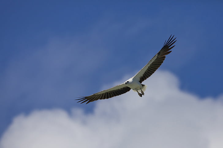 putns, jūras ērglis ar baltu vēderu, lidojumu, Indonēzija, Halmaheras, Widi salas, tropu
