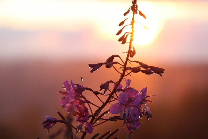 flowers, nature, plant, sunset, evening, dusk, romantic