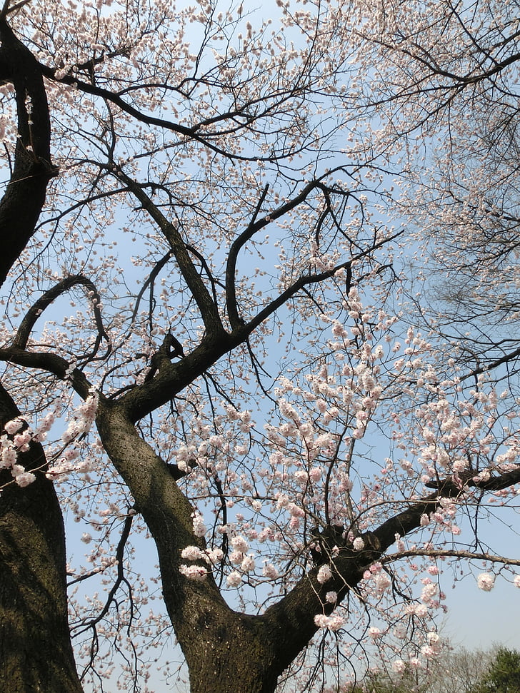 桜の花, バック グラウンド, 花