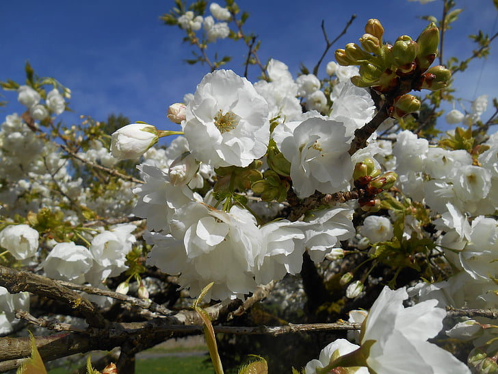 cherry, tree, blossoms, white flowers, spring