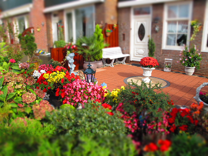 Holland, maison, patio, jardin, fleurs, Couleur