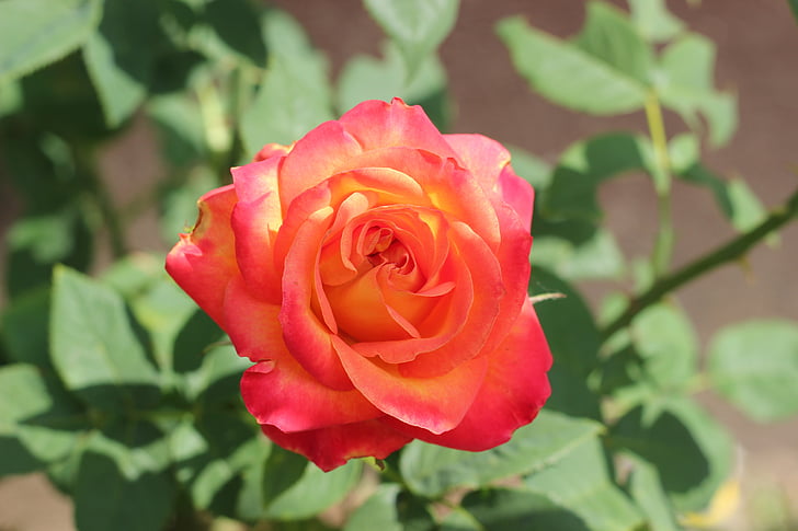 czerwony yellow rose alinka, Bloom, roślina, wiosna, romantyczny, ogród