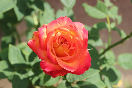 rød gul rose alinka, blomst, anlegget, våren, romantisk, hage