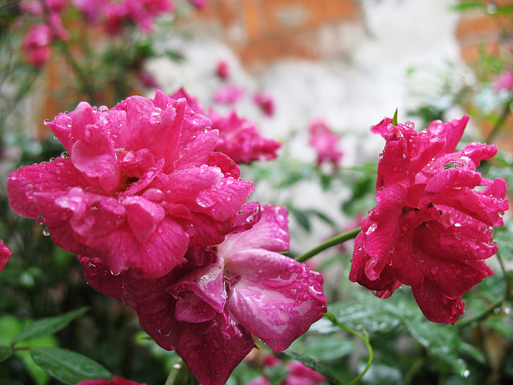 chuva, Xitang, Watertown, rosas, -de-rosa, linda