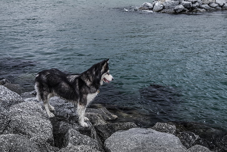 husky, sea, water, rocks, dog, pet, blue