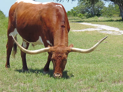 Longhorn, sapi, tanduk, daging sapi, alam, hewan, pertanian