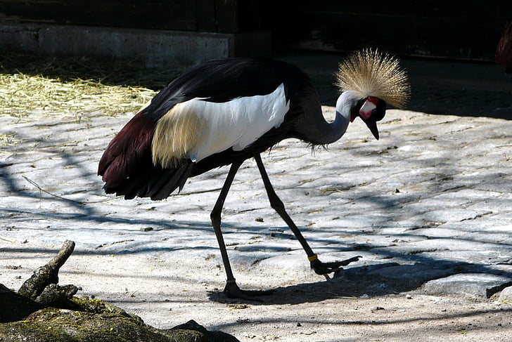 grey crowned crane, crane, bird, animal, wildlife, nature, africa