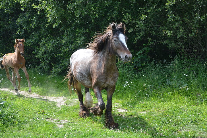 mare, horse, foal, breeding horses, grass, prairie, horses