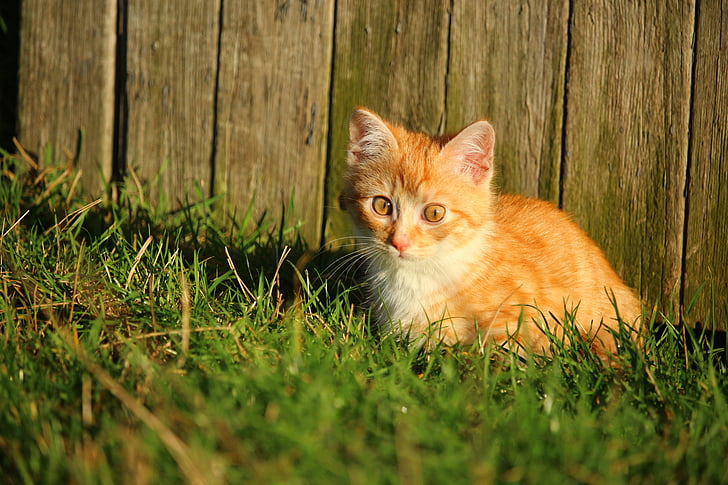 gato, gatito, tabby de la caballa rojo, bebé gato, gato joven, gato rojo, hierba