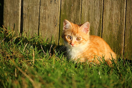 cat, kitten, red mackerel tabby, cat baby, young cat, red cat, grass