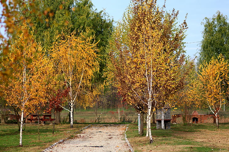 musim gugur, pemandangan, pohon, daun, kuning, Taman