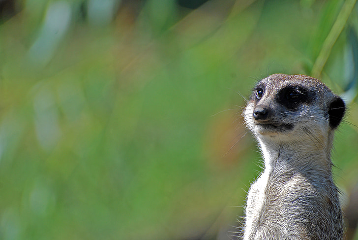 meerkats, živali, ostalo, Meerkat, živali, prosto živeče živali, sesalec