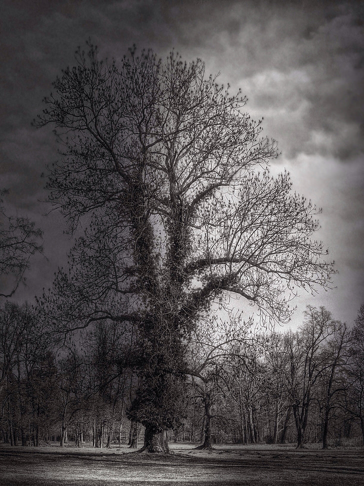tree, night, mood, dark, branches, atmosphere