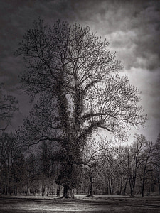 arbre, nuit, humeur, sombre, branches, atmosphère
