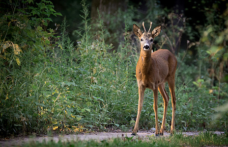 roe deer, capreolus capreolus, doe, animal, nature, mammal, antlers