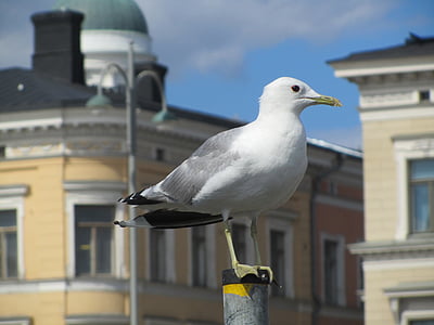 seagull, bird, port, seevogel, water bird, close