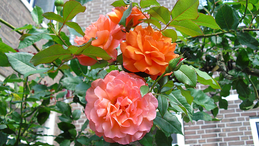 stieg, Rosen, orange rose, Blumen, Natur, Anlage, Blume
