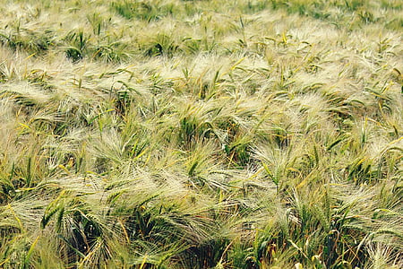 Gersten, lĩnh vực lúa mạch, ngũ cốc, ngũ cốc, thực phẩm, lĩnh vực, cornfield