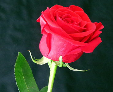 Роза, цвете, червен, червена роза, розов фон