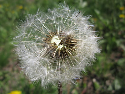 dandelion, seeds, wind, blow, flower, nature, plant