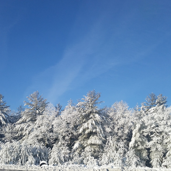 sky, winter, trees, ice, frost