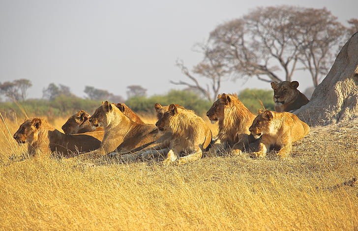 amimals, liūtai, Afrika, plėšrūnas, pasididžiavimas, Laukiniai gyvūnai, Safari