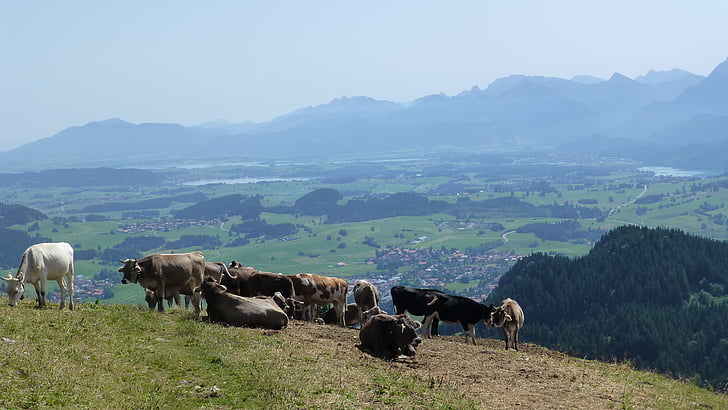 Allgäu, Sunce, krave, Alpe, jezero forggensee, jezero, Pfronten
